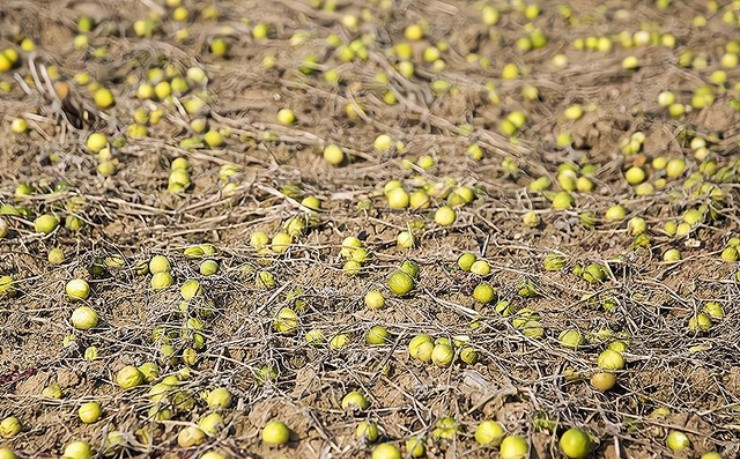 Quả quen thuộc bị đồn có độc mà đắt gấp 10 lần loại thông thường - 2