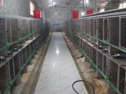 Kinh doanh - Bỏ việc, dùng toàn bộ số tiền tích lũy làm việc chưa từng làm, 8x Nghệ An thu lãi cả tỷ đồng/năm