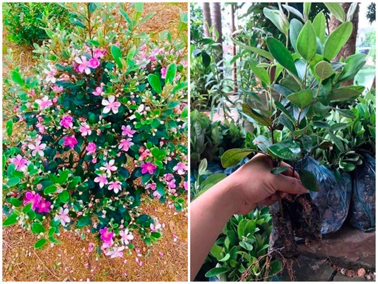 Sim rừng vốn là cây không còn xa lạ. Cây này mọc hoang dại ở bìa rừng, &nbsp;mấy năm nay nhiều người mang về trồng để thu hoạch quả bán ra thị trường.
