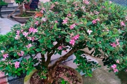 Cây dại mọc ở bìa rừng, không ngờ lên chậu thành bonsai nở hoa siêu đẹp, giá tiền triệu