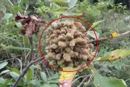 Thị trường - Tiêu dùng - Thấy cây mọc “mụn nhọt” đừng vội chặt bỏ, có người kiếm được vài trăm nghìn/ngày nhờ nó