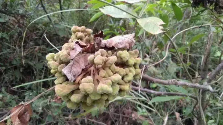 Thấy cây mọc “mụn nhọt” đừng vội chặt bỏ, có người kiếm được vài trăm nghìn/ngày nhờ nó - 1