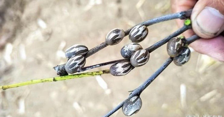 Từ “quái vật” đến “báu vật”: Loài kinh dị này đang giúp nhiều người hốt bạc - 3