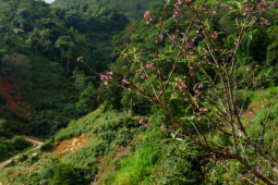 Du lịch - Hoa đào nở sớm ở Tà Xùa