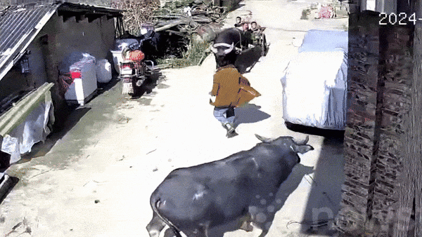 Người đàn ông lớn tuổi bị con trâu húc ngã.