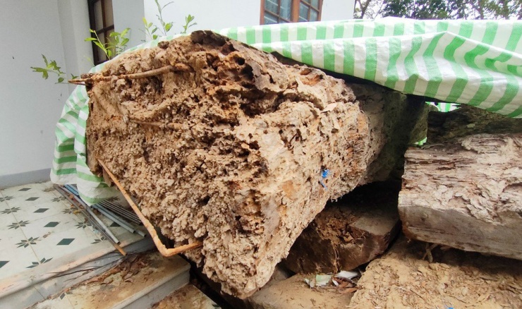 Cây gỗ lạ được trục vớt đã mục nát rất nhiều. Ảnh: LK.