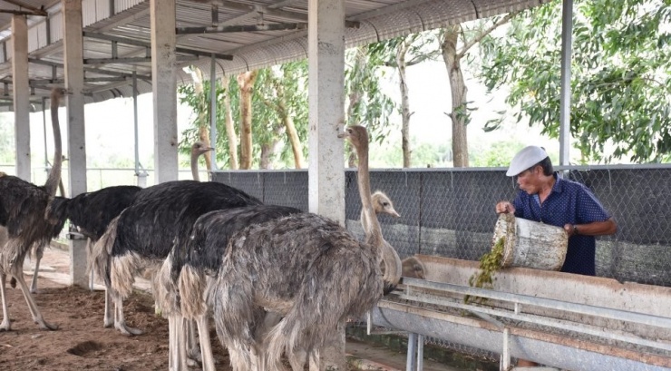 Ông Đỗ Trường Mây (ấp Kinh Lớn, xã Tân Thạnh, TX Giá Rai, tỉnh Bạc Liêu) đã đầu tư trang trại nuôi đà điểu.