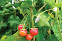 Sức khỏe đời sống - Ăn cà gai leo, bé 8 tuổi ở Quảng Bình tử vong