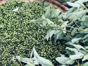 Thị trường - Tiêu dùng - Đặc sản rừng giá 300.000 đồng/kg mà ít người biết, đến mùa dân đi hái về bán "hốt bạc"