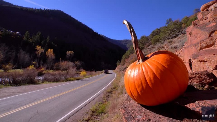 Sự xuất hiện của những quả bí ngô đã mang đến niềm vui cho mọi người.