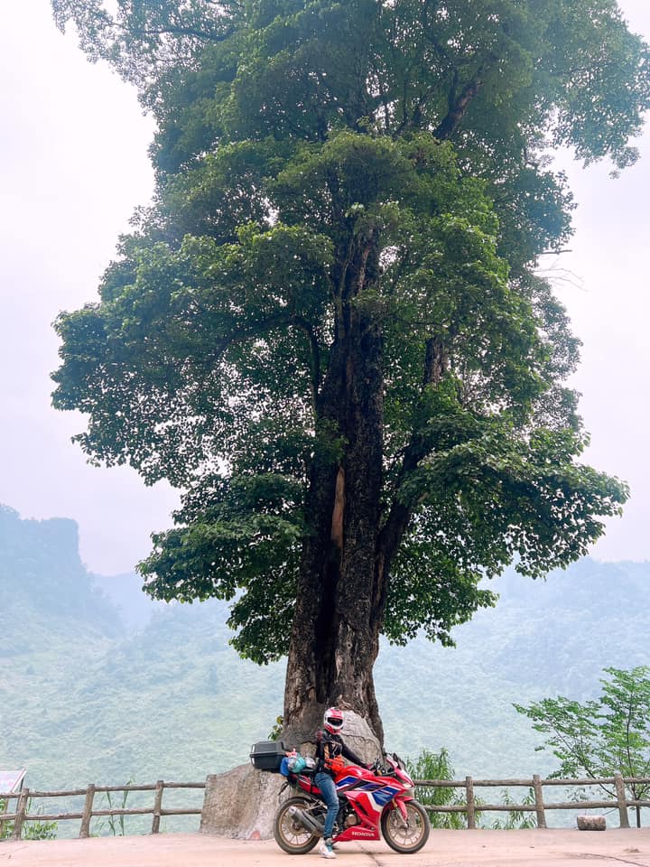 Tại cái cây cũng rất nổi tiếng trên cung đường đi Hà Giang.