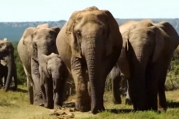 Media - 10 loài động vật có khứu giác nhạy nhất thế giới