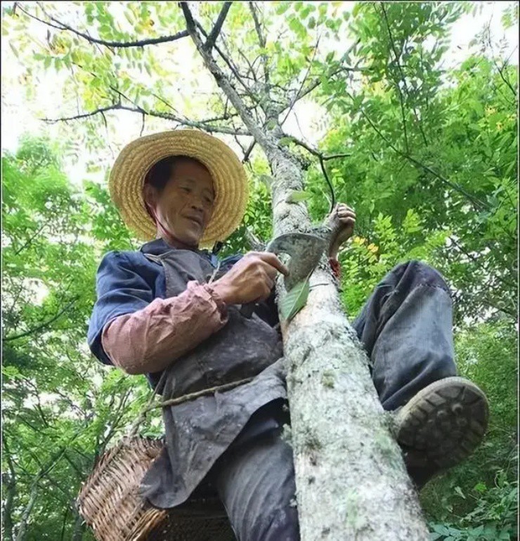 Giống cây bị đồn là “sát thủ”, ai ngờ bên trong chứa “vàng lỏng” trị giá bạc triệu - 2