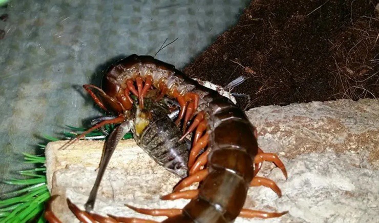 Liều bắt “quái vật trăm chân” trong Tây Du Ký, hốt ngay hơn 2 triệu/kg - 3