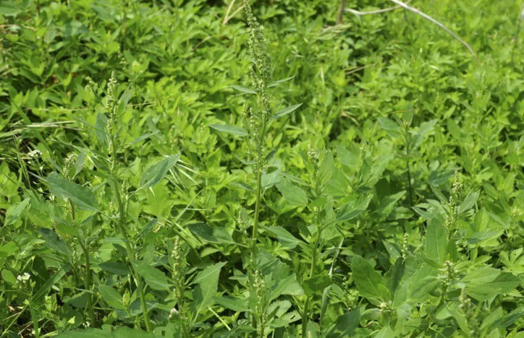 Rau mọc dại khắp Việt Nam, giờ là đặc sản đắt tiền ở nhà hàng nước ngoài - 2