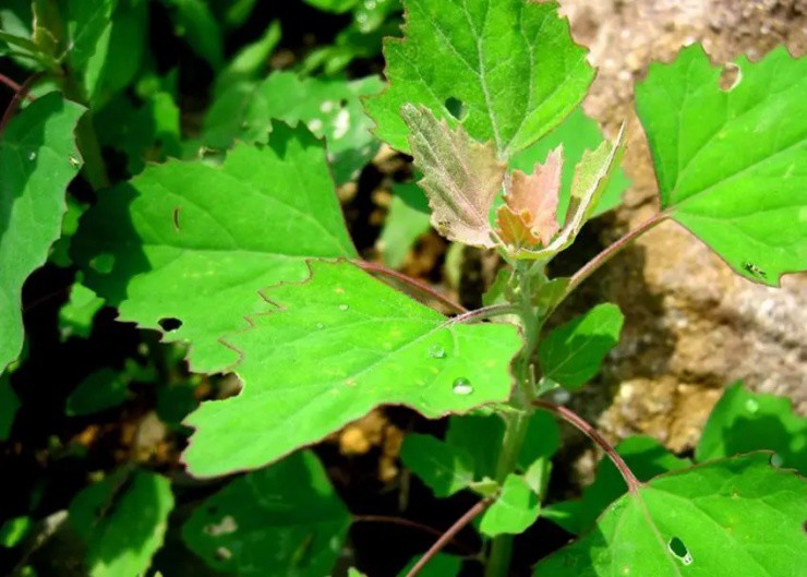 Rau mọc dại khắp Việt Nam, giờ là đặc sản đắt tiền ở nhà hàng nước ngoài - 1