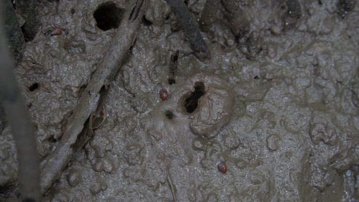 Hang chem chép thường có lỗ nhỏ trên mặt đất dạng hình số 8.