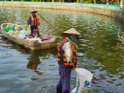 Tin tức trong ngày - Nguyên nhân nào khiến cá chết hàng loạt tại hồ Tây thời gian gần đây?