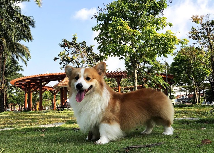 Chó Corgi có màu vàng trắng giá trị cao hơn màu khác.