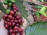 Thị trường - Tiêu dùng - Giá cà phê lao dốc bất ngờ sau phiên tăng mạnh