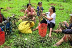 Thị trường - Tiêu dùng - Trung Quốc giảm mua khiến giá cau lao dốc, nông dân nói 'vẫn may, không tiếc'