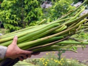 Thị trường - Tiêu dùng - Cây dại xưa hái cho lợn ăn nay hóa "mỏ vàng", làm món đặc sản nổi tiếng, dân kiếm tiền triệu