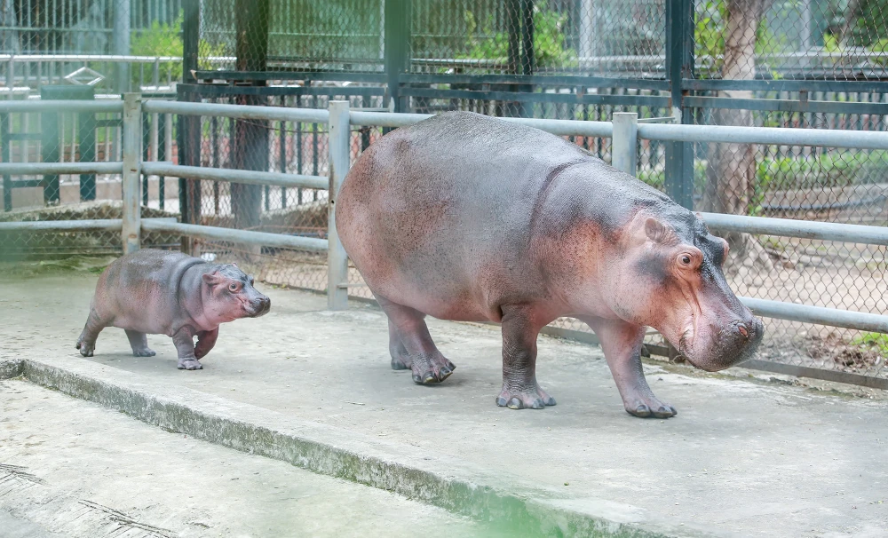 Khoảng hơn 3 tháng nay, đến với vườn thú Hà Nội, du khách được ngắm hình ảnh về một chú hà mã con, ngộ nghĩnh luôn lon ton chạy sau mẹ. Đây là con hà mã đầu tiên được sinh ra ở vườn thú Hà Nội. Tính đến thời điểm này, vườn thú này đã có 4 con hà mã.