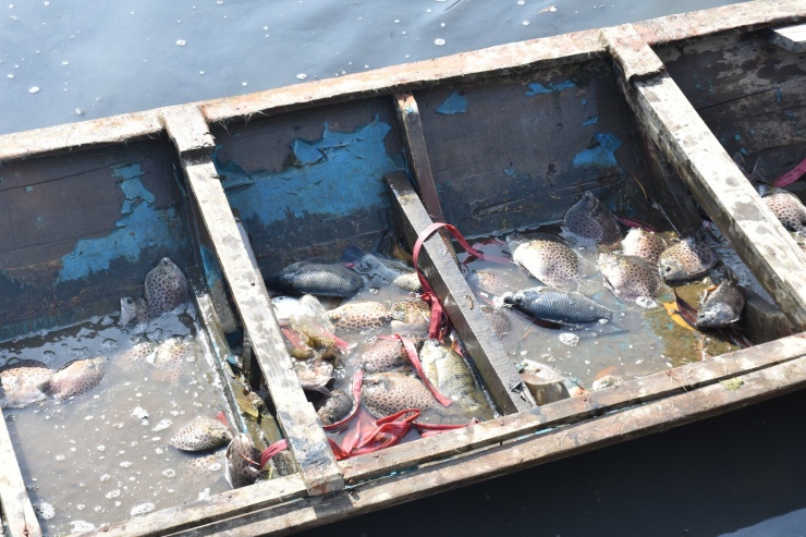 Về Đất Mũi xem nông dân dỡ chà bắt cá - 7