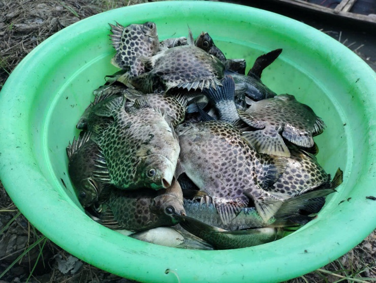 Về Đất Mũi xem nông dân dỡ chà bắt cá - 9