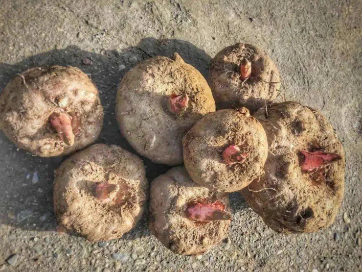 Củ “độc toàn thân” ở Việt Nam bán nhan nhản, ở nước ngoài là đặc sản “hái ra tiền” - 1