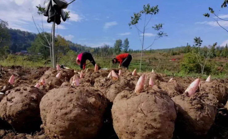 Củ “độc toàn thân” ở Việt Nam bán nhan nhản, ở nước ngoài là đặc sản “hái ra tiền” - 2