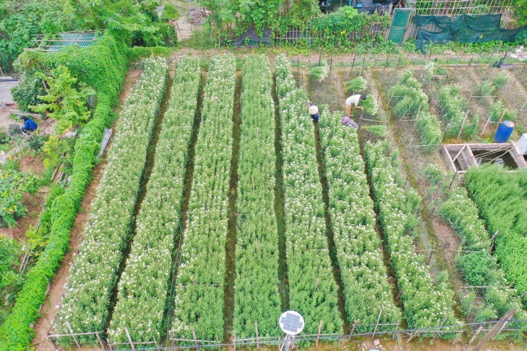 Vườn cúc họa mi hiếm hoi sống sót sau bão Yagi bung nở, khoe sắc - 1