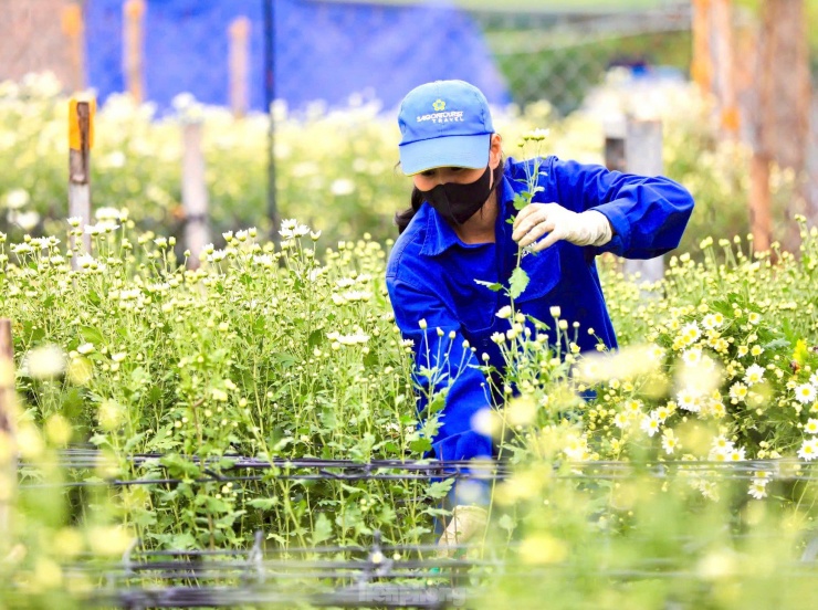 Vườn cúc họa mi hiếm hoi sống sót sau bão Yagi bung nở, khoe sắc - 4