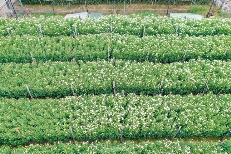 Vườn cúc họa mi hiếm hoi sống sót sau bão Yagi bung nở, khoe sắc - 7