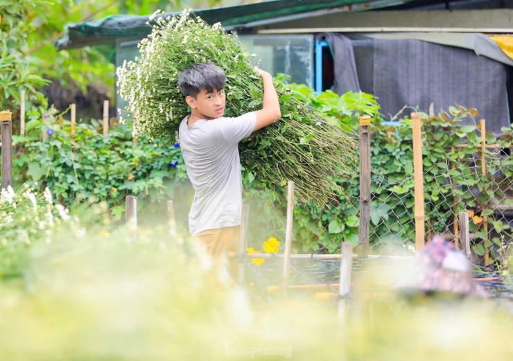 Vườn cúc họa mi hiếm hoi sống sót sau bão Yagi bung nở, khoe sắc - 8