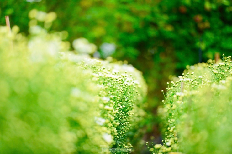 Vườn cúc họa mi hiếm hoi sống sót sau bão Yagi bung nở, khoe sắc - 10