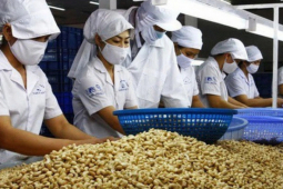 Thị trường - Tiêu dùng - Thế mạnh Việt thu về 3,6 tỷ USD, thế 'vô địch' tại thị trường Mỹ