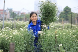 Thị trường - Tiêu dùng - Những bông cúc họa mi còn sót lại sau mưa bão, giá bán cao vẫn “cháy” hàng