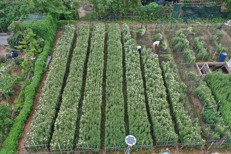 Đây là một trong số ít vườn hiếm hoi còn giữ lại được sau bão.