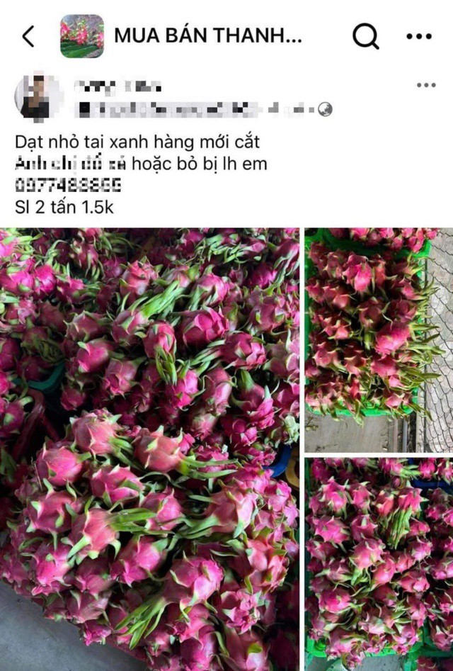 Trái thanh long loại nhỏ được mua bán trên các hội nhóm với mức giá rất thấp
