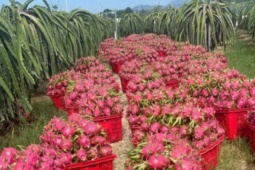 Thị trường - Tiêu dùng - Bình Thuận: Thanh long nghịch vụ rớt giá "sốc", còn 2.000 đồng/kg