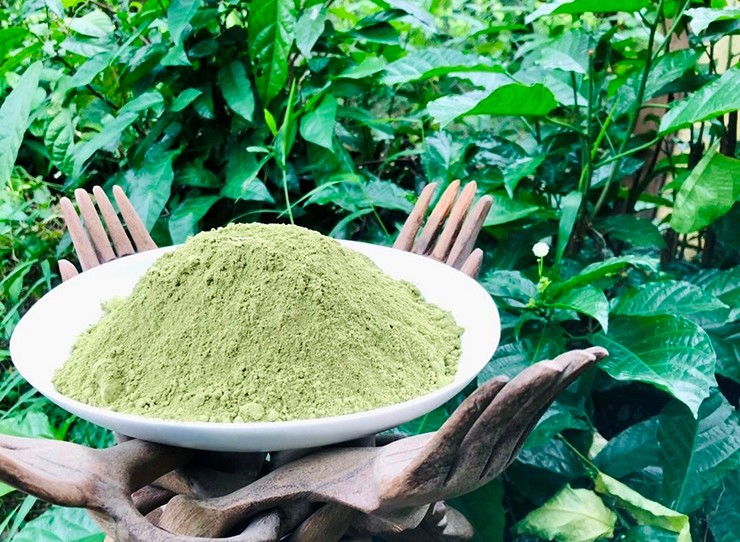 Lá sen có hình mũi giáo, phía cuống hơi tròn hơn. Phiến lá nguyên hoặc hơi có răng cưa thưa, dài 8-20cm, rộng 4-8cm. Cây rau sen có hoa màu trắng, quả nhỏ như quả sung và khi chín ngả màu nâu vàng lạ mắt.
