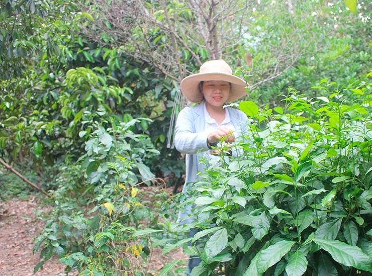 Thậm chí, loại rau dại này còn xuất hiện trong các thực đơn của nhà hàng tại Quảng Nam. Loại rau này được bán trên sàn thương mại điện tử với giá khoảng 100.000 đồng/kg.
