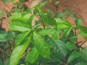Thị trường - Tiêu dùng - Cây dại làm hàng rào bỗng thành đặc sản, giá lên tới 100.000 đồng/kg, dân thành phố ưa chuộng
