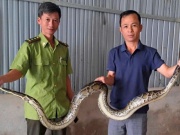 Tin tức trong ngày - Bắt được trăn quý hiếm trong lúc làm vườn