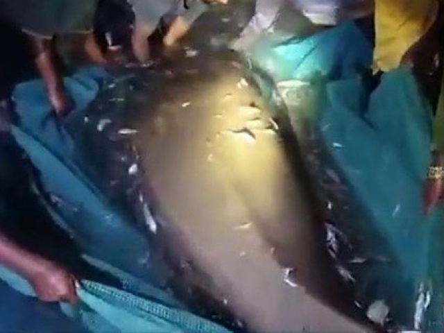 Nhóm ngư dân bắt được con cá khổng lồ nặng 800kg trên biển