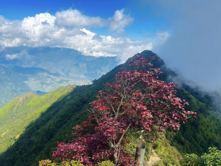Tất tật kinh nghiệm đi rừng rêu Tà Xùa tựa cổ tích