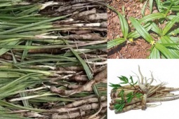 Thị trường - Tiêu dùng - Phát tài nhờ giống cây dại mọc đầy trên núi, 1 triệu/kg, ở Việt Nam cứ tìm là thấy