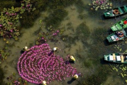 Du lịch - Về Tam Cốc mùa hoa súng, tìm sự bình yên nơi miền di sản