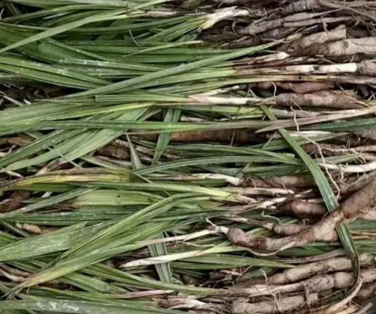 Phát tài nhờ giống cây dại mọc đầy trên núi, 1 triệu/kg, ở Việt Nam cứ tìm là thấy - 2